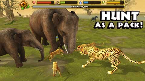 猎豹模拟器游戏(Cheetah Sim)